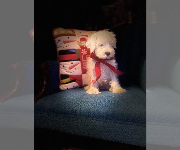 Medium Photo #2 Schnauzer (Miniature) Puppy For Sale in AUGUSTA, GA, USA