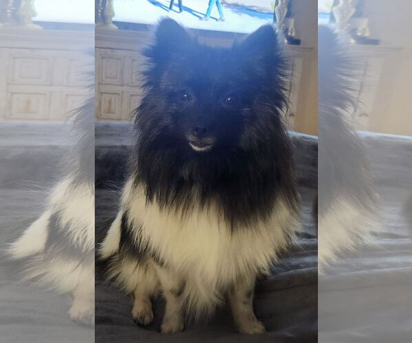 Medium Photo #4 Pomeranian Puppy For Sale in Bon Carbo, CO, USA
