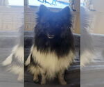Small #3 Pomeranian