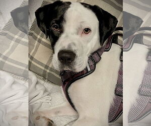 Mutt Dogs for adoption in Crandall, GA, USA