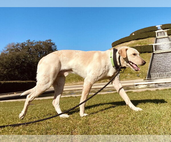 Medium Photo #1 Labrador Retriever-Unknown Mix Puppy For Sale in The Woodlands, TX, USA
