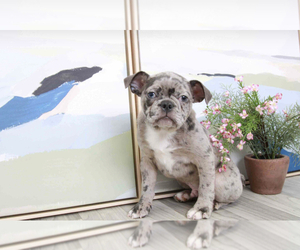Faux Frenchbo Bulldog Puppy for sale in MARIETTA, GA, USA