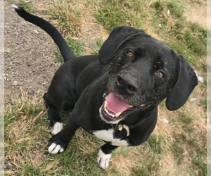 Labrador Retriever Dogs for adoption in Evansville, IN, USA