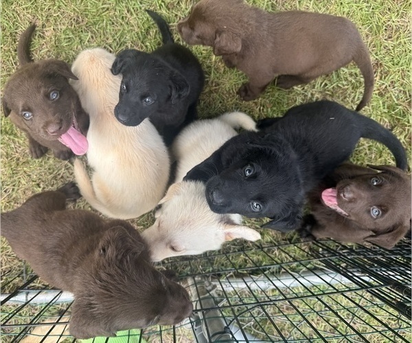 Medium Photo #1 Shepradors Puppy For Sale in LEXINGTON, SC, USA