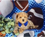Small Photo #7 Maltipoo Puppy For Sale in LEOLA, PA, USA