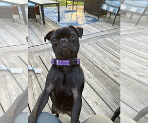 Pug Dogs for adoption in Rural Hall, NC, USA