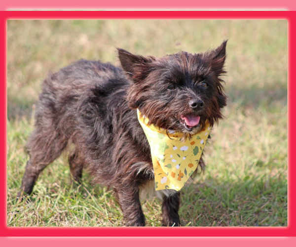 Medium Photo #5 Mutt Puppy For Sale in Cranston, RI, USA