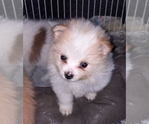 Pomeranian Puppy for sale in SPOTSYLVANIA, VA, USA