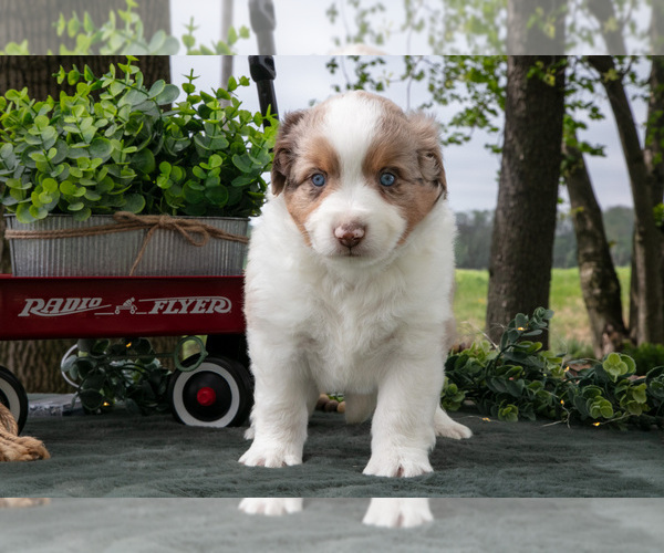 Medium Photo #3 Miniature Australian Shepherd Puppy For Sale in CHRISTIANA, PA, USA