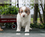 Small #2 Miniature Australian Shepherd