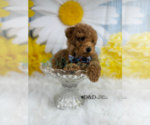Small Photo #2 Poodle (Toy) Puppy For Sale in RIPLEY, MS, USA