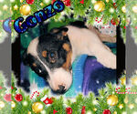 Small Photo #7 Cowboy Corgi Puppy For Sale in GALLEGOS, NM, USA