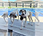 Small #3 Great Dane Mix