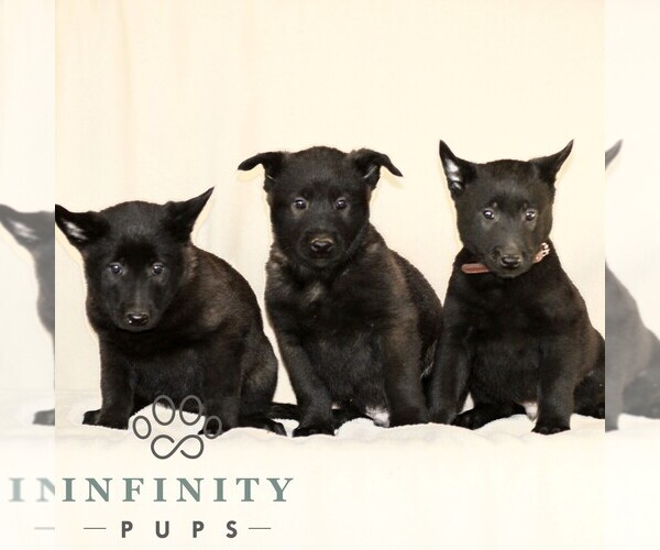 Medium Photo #2 Belgian Malinois Puppy For Sale in RONKS, PA, USA