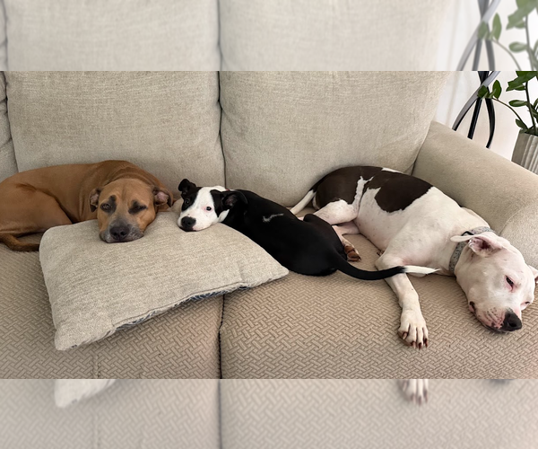 Medium Photo #5 American Pit Bull Terrier-Labrador Retriever Mix Puppy For Sale in The Woodlands, TX, USA