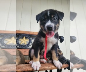 German Shorthaired Lab-Siberian Husky Mix Dogs for adoption in DICKINSON, TX, USA