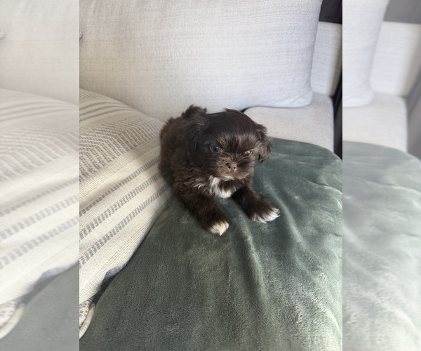 Medium Photo #3 Shih Tzu Puppy For Sale in SAHUARITA, AZ, USA
