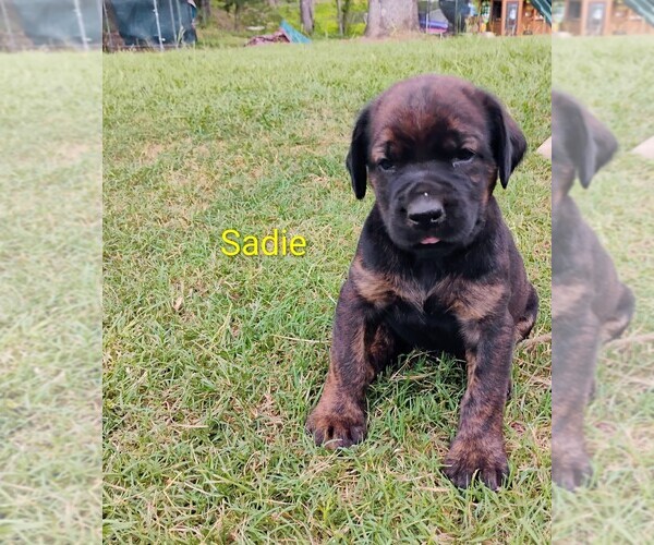 Medium Photo #9 Doberman Pinscher-Mastiff Mix Puppy For Sale in BRANTLEY, AL, USA