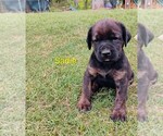Small #8 Doberman Pinscher-Mastiff Mix
