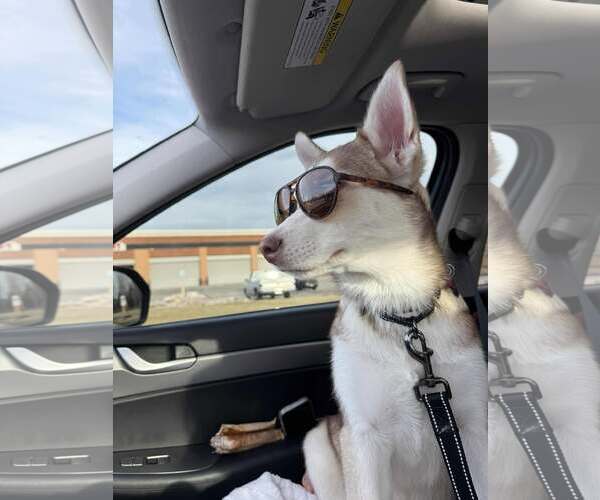 Medium Photo #9 Siberian Husky Puppy For Sale in Gretna, NE, USA