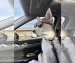 Small #8 Siberian Husky