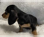 Small Photo #9 Dachshund Puppy For Sale in SELAH, WA, USA