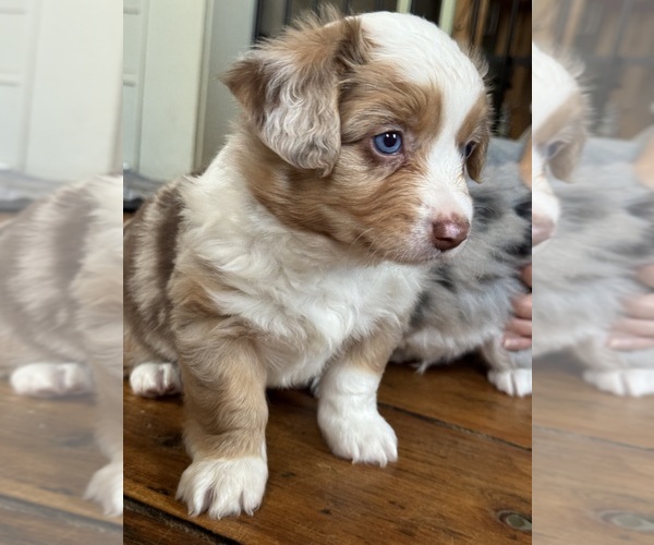 Medium Photo #3 Aussie-Corgi Puppy For Sale in ESPERANCE, NY, USA