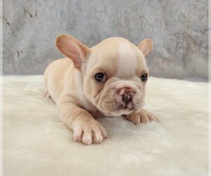 French Bulldog Puppy for sale in SAN FRANCISCO, CA, USA