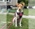 Small #30 American Pit Bull Terrier Mix