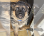 Puppy Puppy 2 German Shepherd Dog