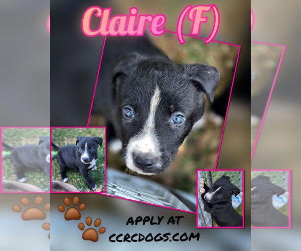 Medium Photo #1 American Pit Bull Terrier-Labrador Retriever Mix Puppy For Sale in Clarkston, MI, USA
