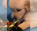 Small Photo #8 Golden Retriever Puppy For Sale in LAKE GEORGE, NY, USA