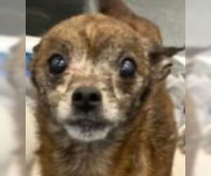 Chihuahua-Unknown Mix Dogs for adoption in Canton, CT, USA