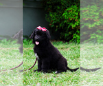 Small #2 Newfoundland