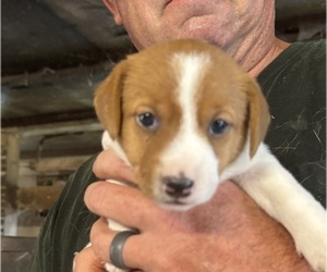 Jack Russell Terrier Puppy for sale in MIDDLEBORO, MA, USA
