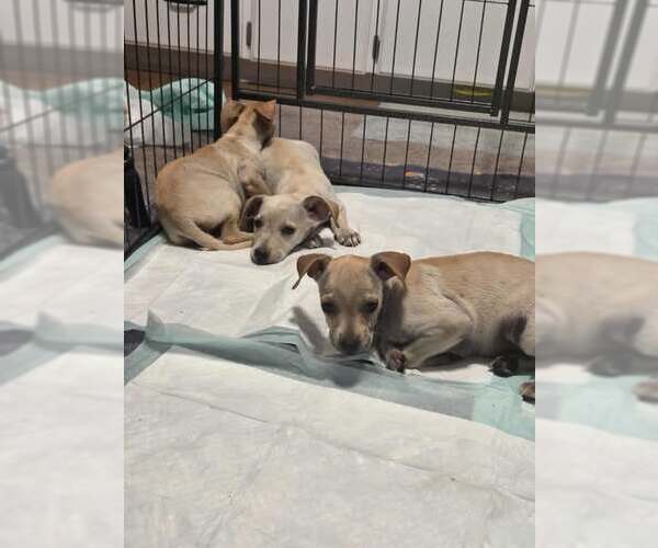 Medium Photo #3 Jack Chi Puppy For Sale in Princeton, MN, USA