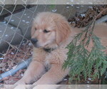 Small #7 Golden Retriever