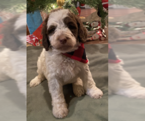 Labradoodle-Poodle (Standard) Mix Puppy for sale in ROSEBURG, OR, USA