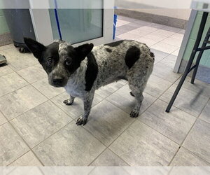 Australian Shepherd-Unknown Mix Dogs for adoption in Grand Prairie, TX, USA