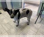 Small Australian Shepherd Mix
