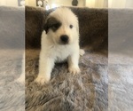 Small #11 Great Pyrenees