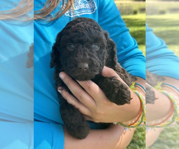 Medium Photo #7 Poodle (Miniature) Puppy For Sale in GROVELAND, FL, USA