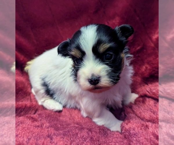 Medium Photo #1 Havanese Puppy For Sale in POST FALLS, ID, USA