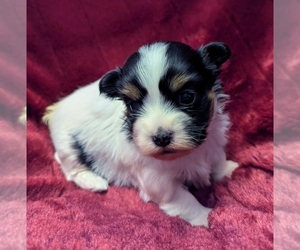 Havanese Puppy for sale in POST FALLS, ID, USA
