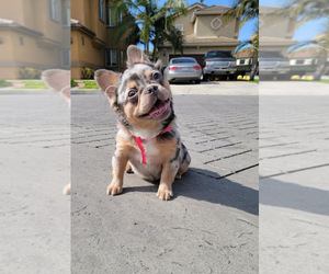 French Bulldog Puppy for Sale in LONG BEACH, California USA