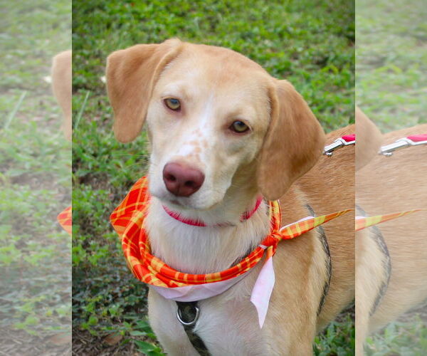 Medium Photo #6 Beagle Puppy For Sale in Dunnellon, FL, USA