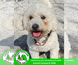 Bichon Frise Dogs for adoption in Stroudsburg, PA, USA