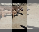 Small Photo #2 American Bully Puppy For Sale in INDIO, CA, USA