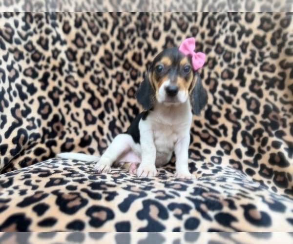 Medium Photo #2 Beagle Puppy For Sale in LAKELAND, FL, USA