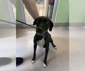 Labrador Retriever Dogs for adoption in La Porte, IN, USA